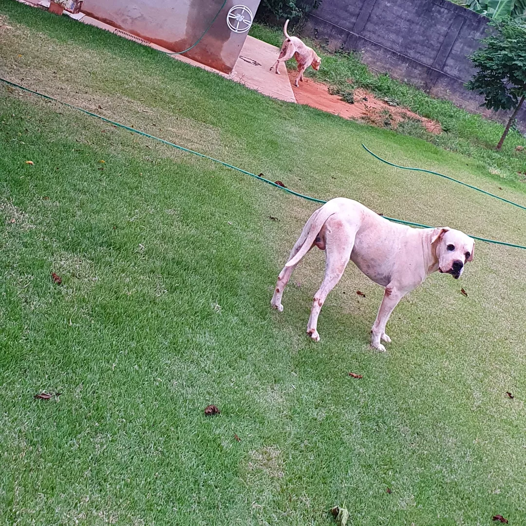 Gabriel Pavan - Sem Raça Definida