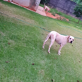 Gabriel Pavan imagem 1 - Sem Raça Definida