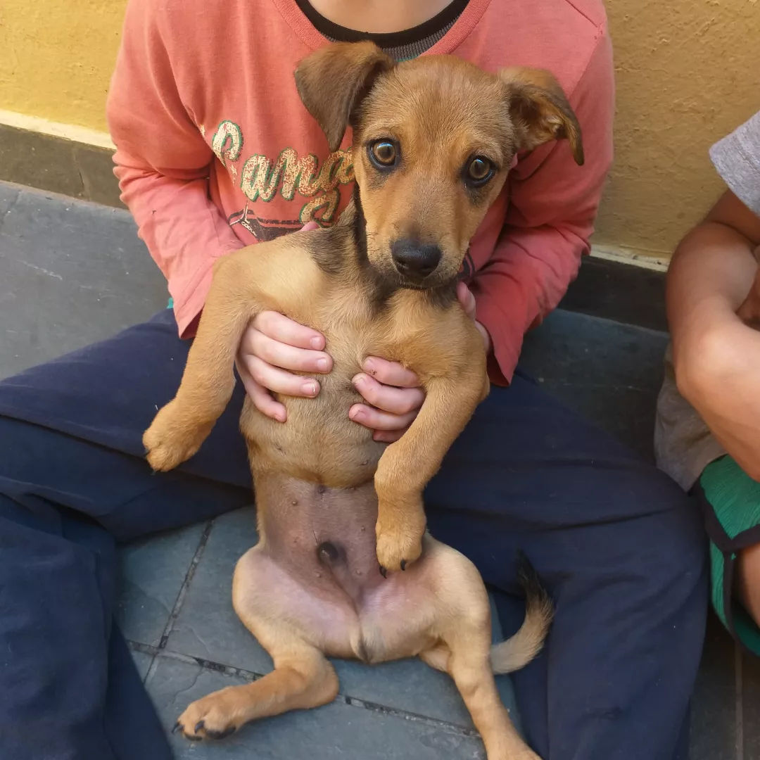 Fox - Sem Raça Definida