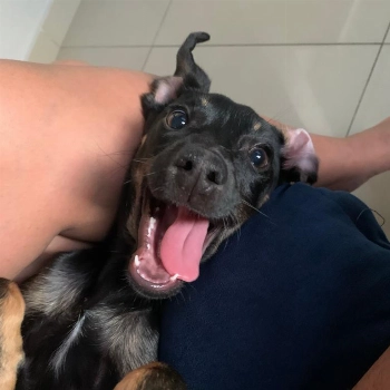 Mag imagem 2 - Sem Raça Definida