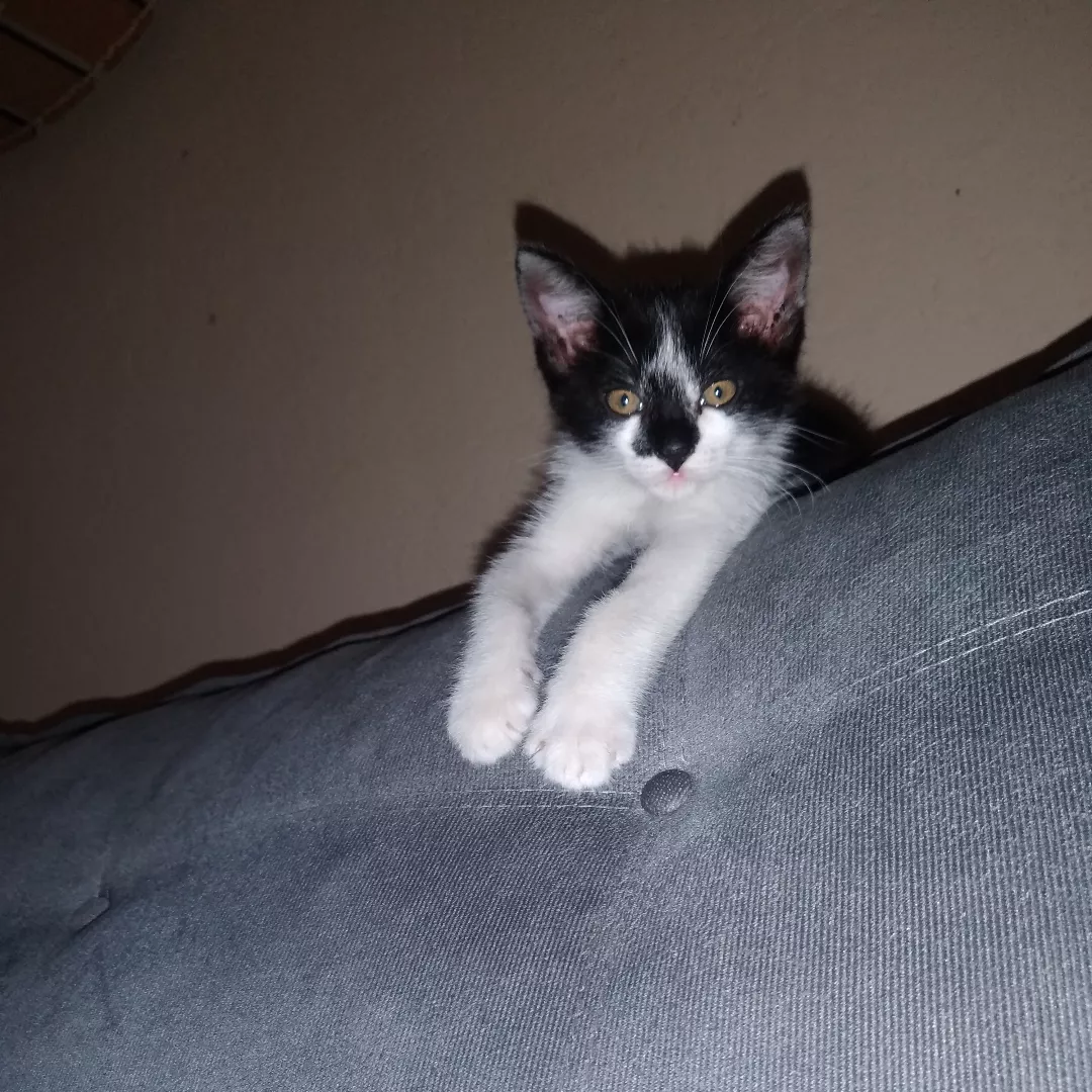 Sem Nome Ainda - Sem Raça Definida