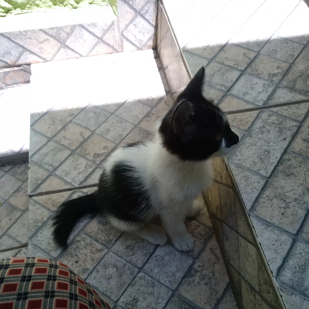 Sem Nome Ainda - Sem Raça Definida