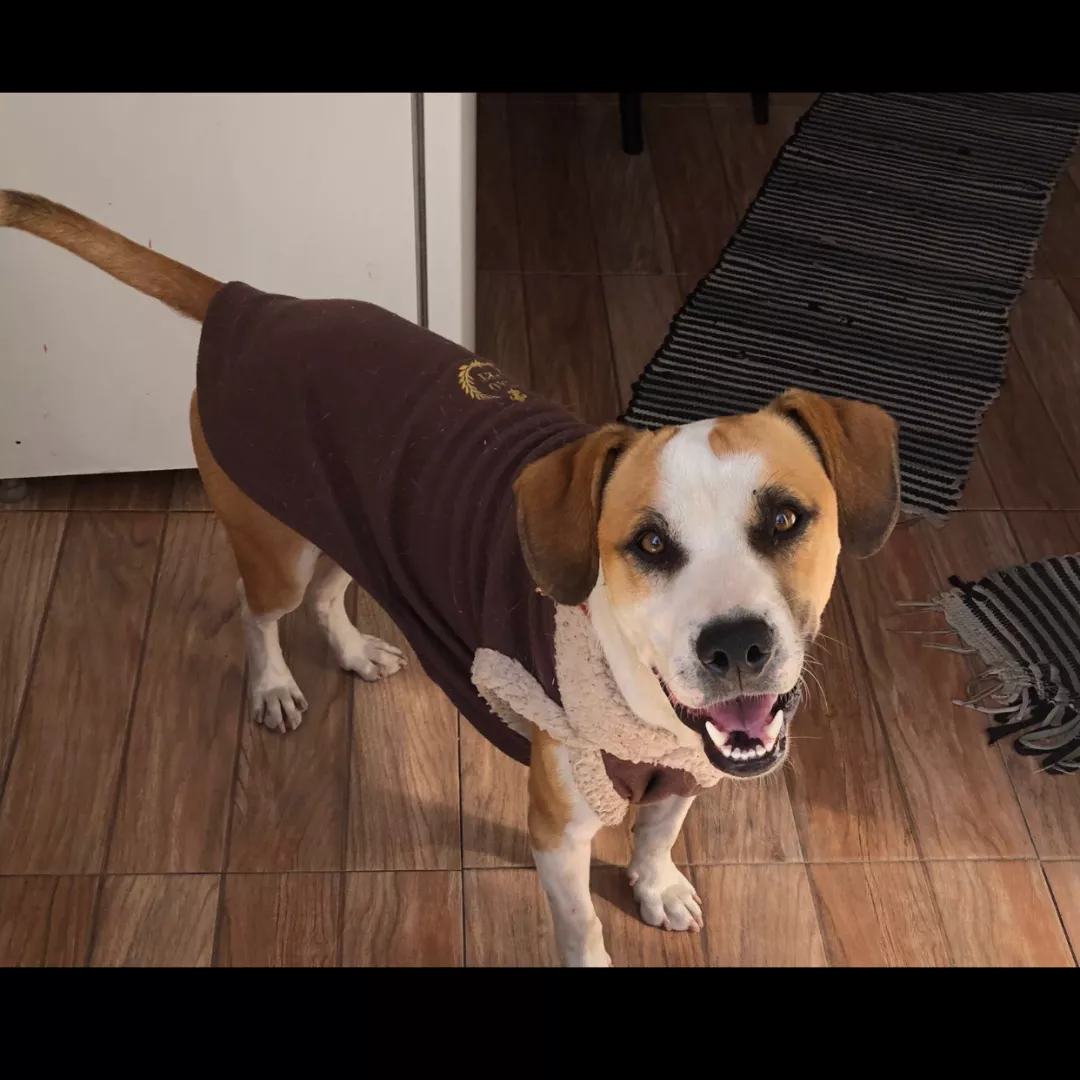 Dustin - Sem Raça Definida