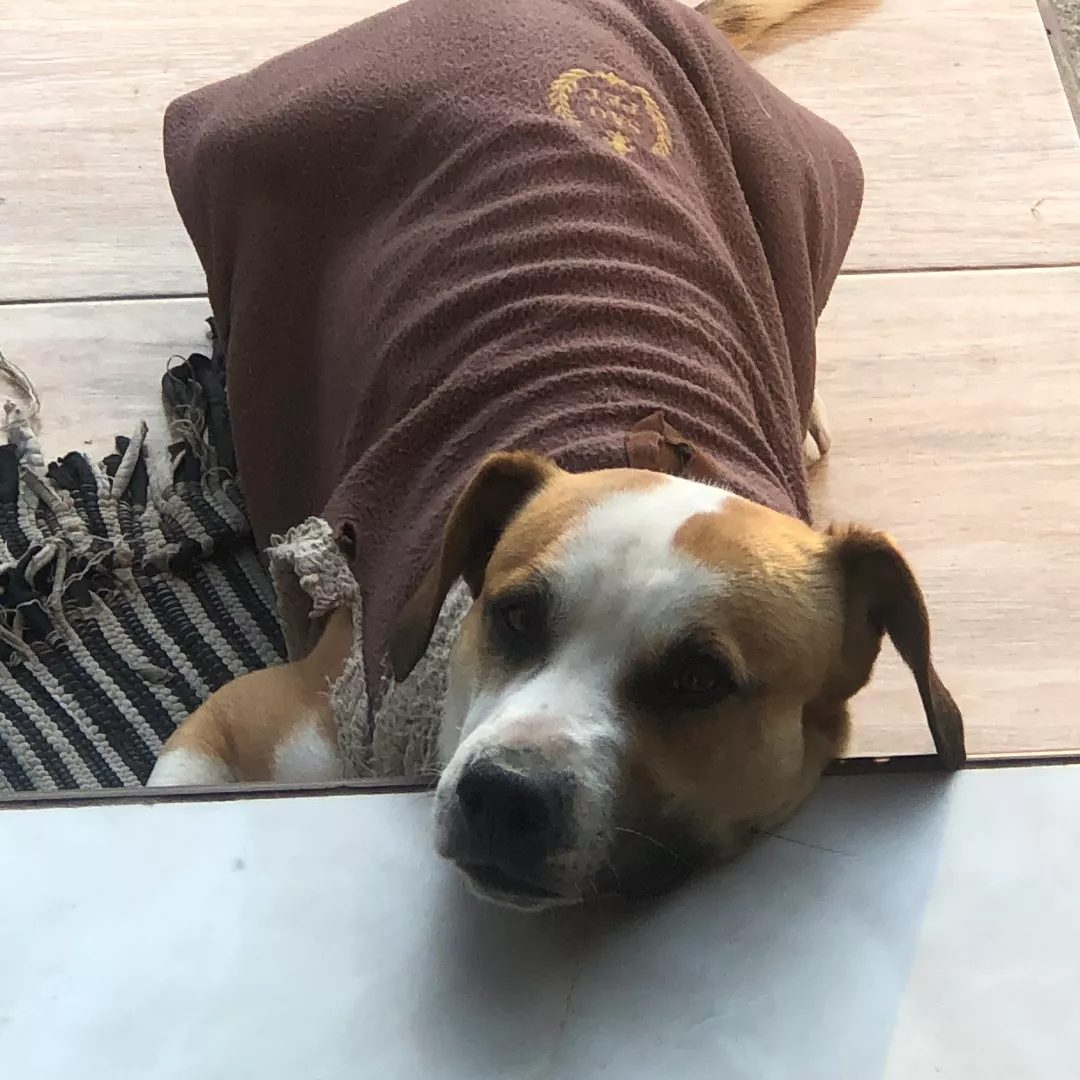 Dustin - Sem Raça Definida