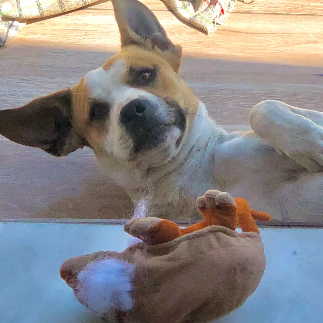 Dustin - Sem Raça Definida