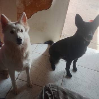 Lobinha E Shiriba imagem 1 - 