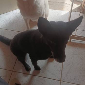 Lobinha E Shiriba imagem 2 - 