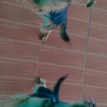 Scooby E Costelinha imagem 1 - 