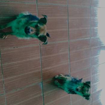 Scooby E Costelinha imagem 2 - 
