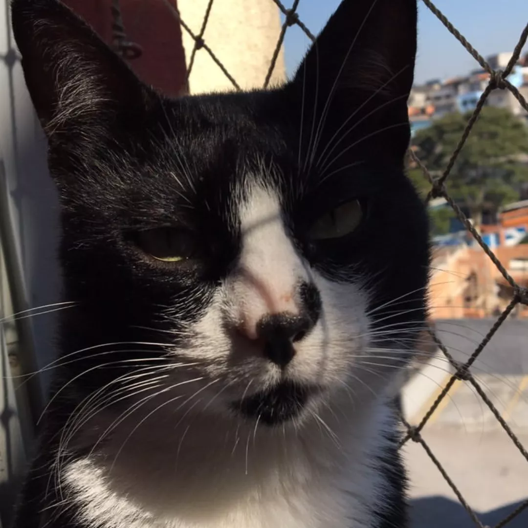 Preto - Sem Raça Definida