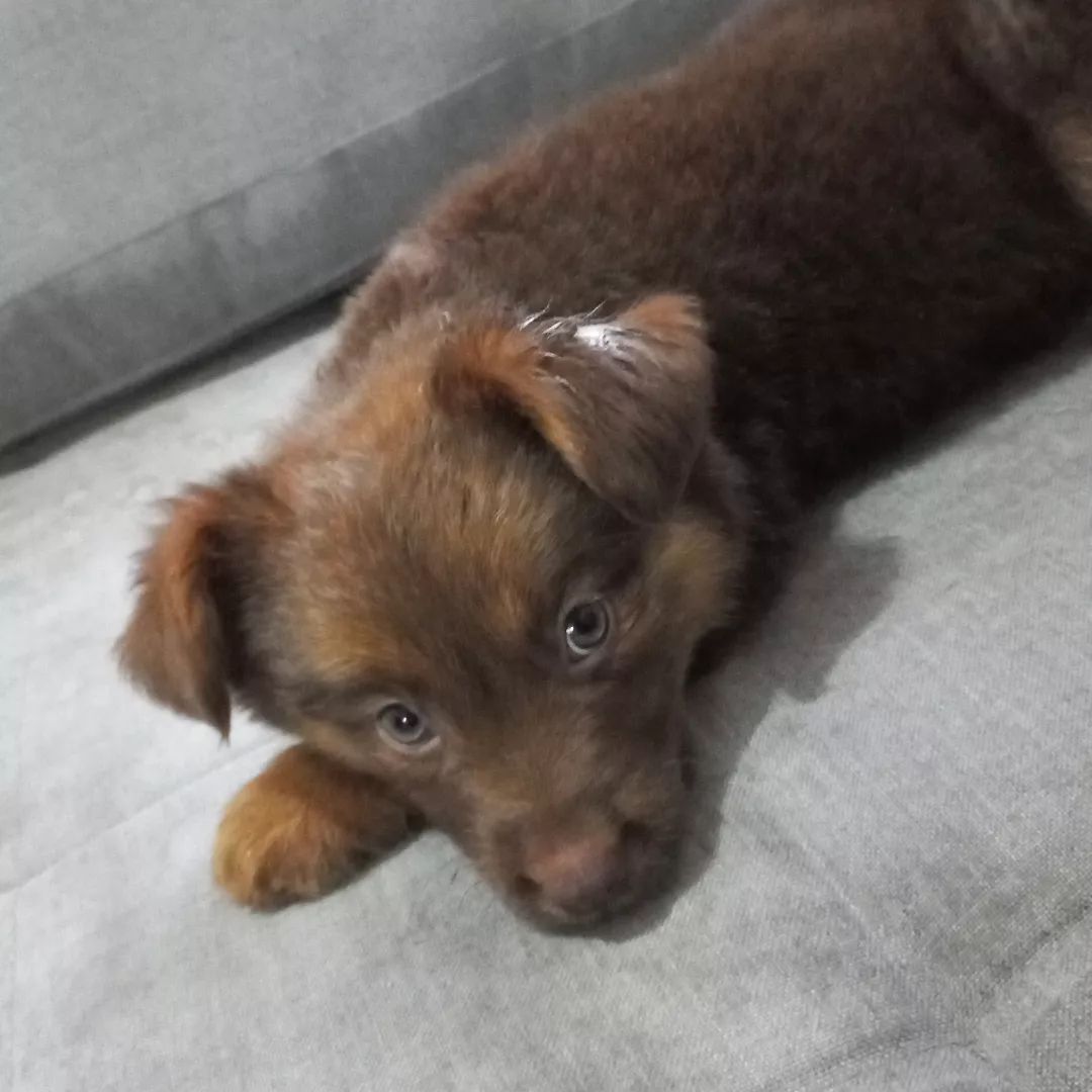 Marley - Sem Raça Definida