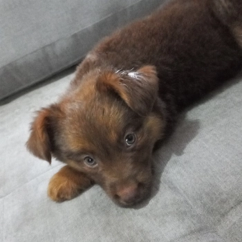 Marley imagem 1 - Sem Raça Definida