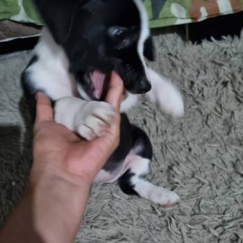 Pertinha imagem 2 - 