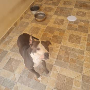 Kiara imagem 2 - 