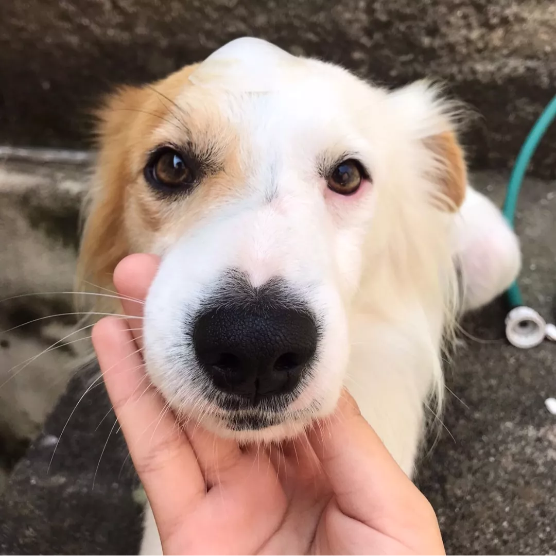 Snoopy - Sem Raça Definida