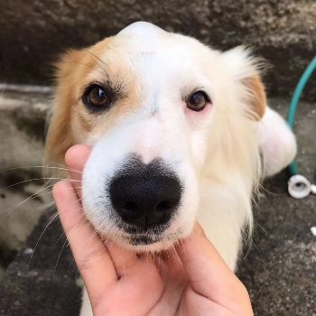 Snoopy imagem 1 - Sem Raça Definida