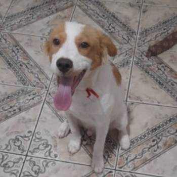 Luck imagem 1 - 
