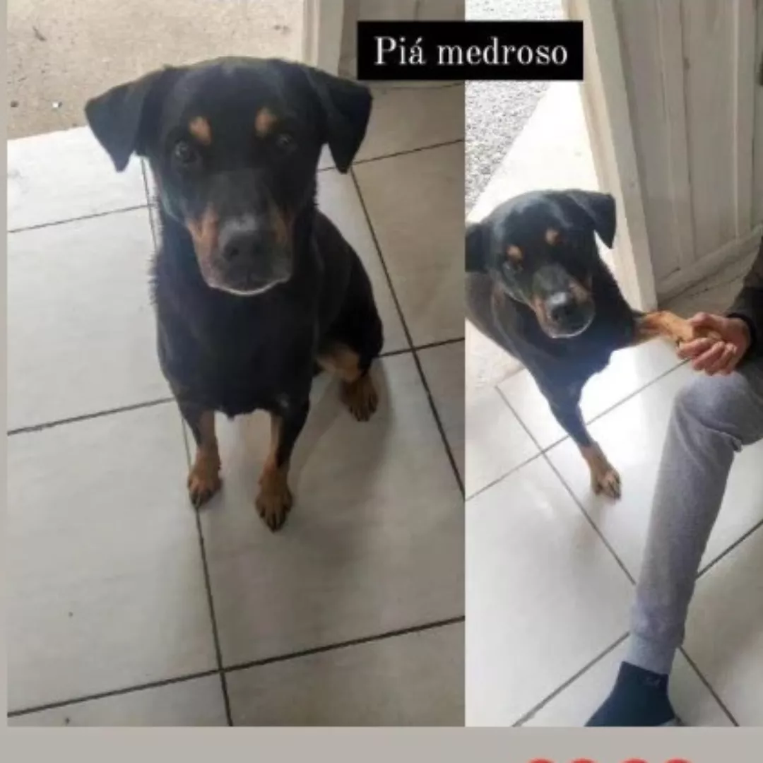 Pia - Sem Raça Definida