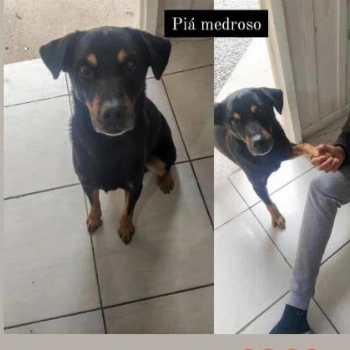 Pia imagem 1 - Sem Raça Definida
