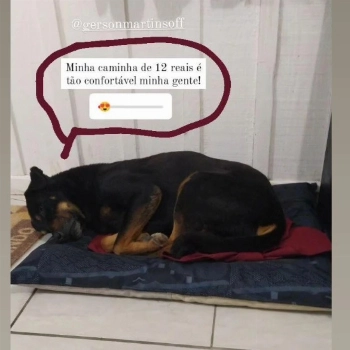 Pia imagem 2 - Sem Raça Definida