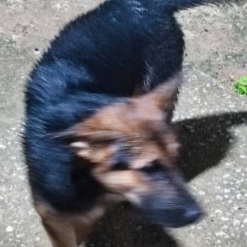 Xaquira  Madona imagem 1 - 