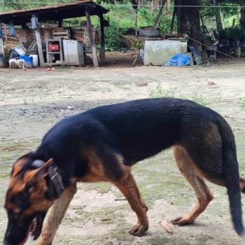 Xaquira  Madona imagem 2 - 