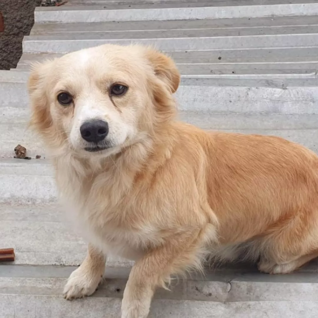 Memelo - Sem Raça Definida