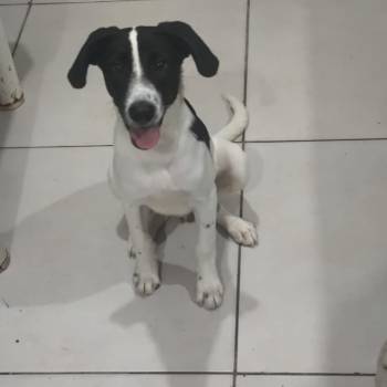 Zeus imagem 1 - 