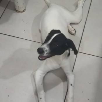 Zeus imagem 2 - 
