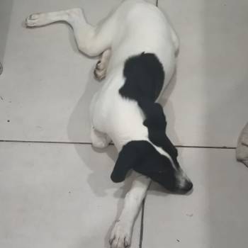 Zeus imagem 3 - 