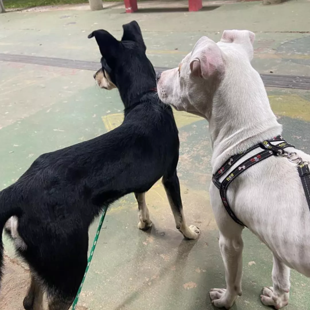 Thor Amp Hope - Sem Raça Definida