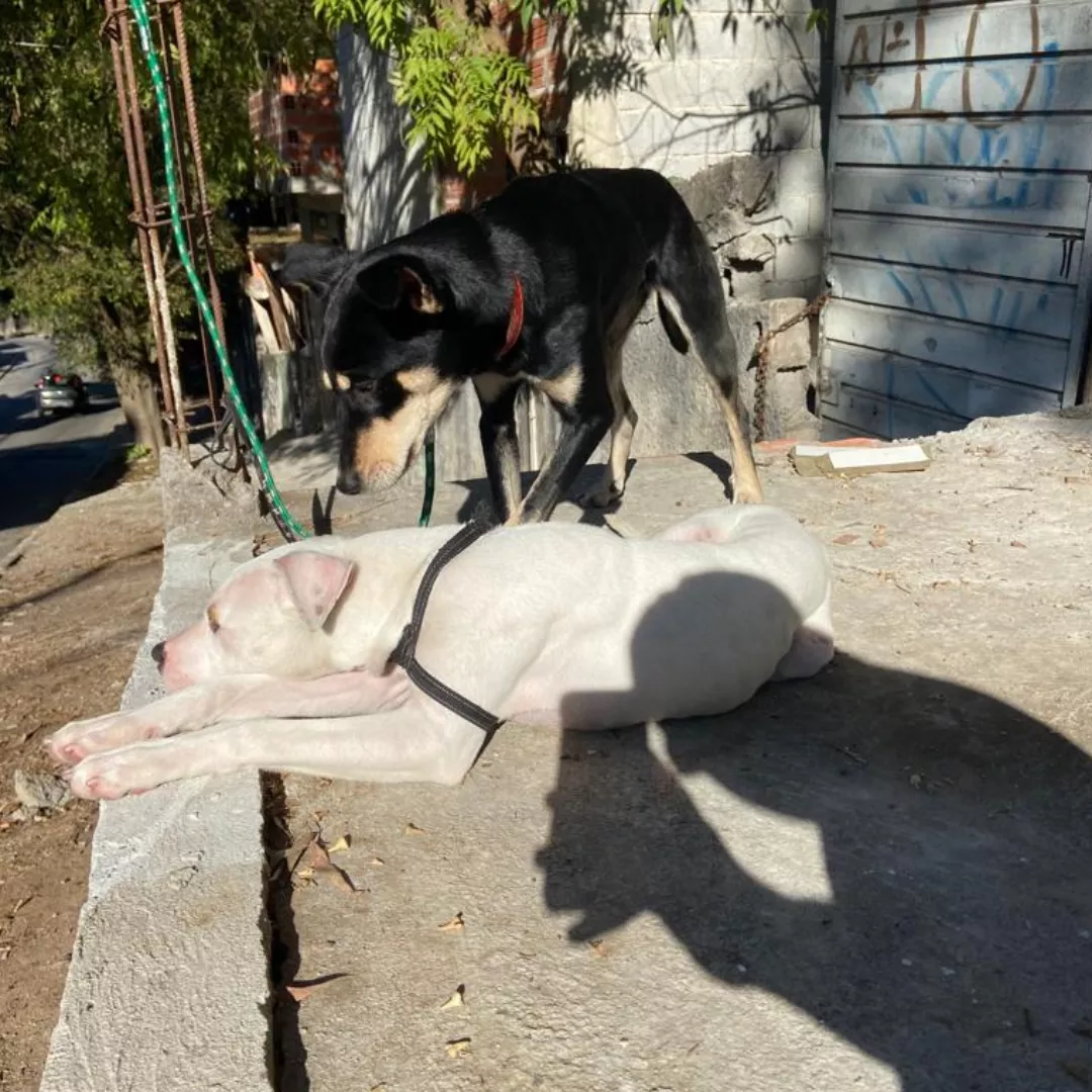 Thor Amp Hope - Sem Raça Definida