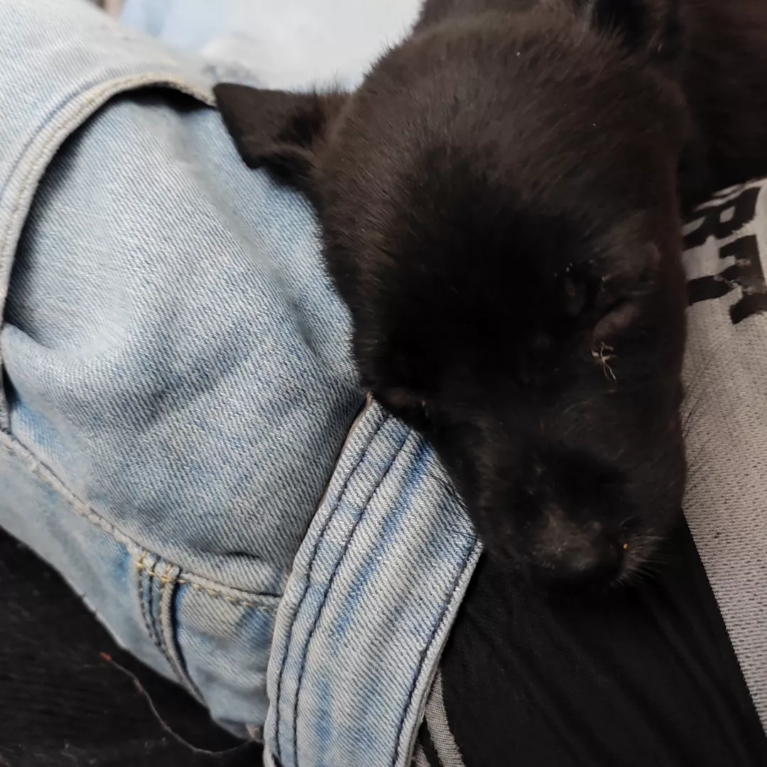 Óreo - Sem Raça Definida