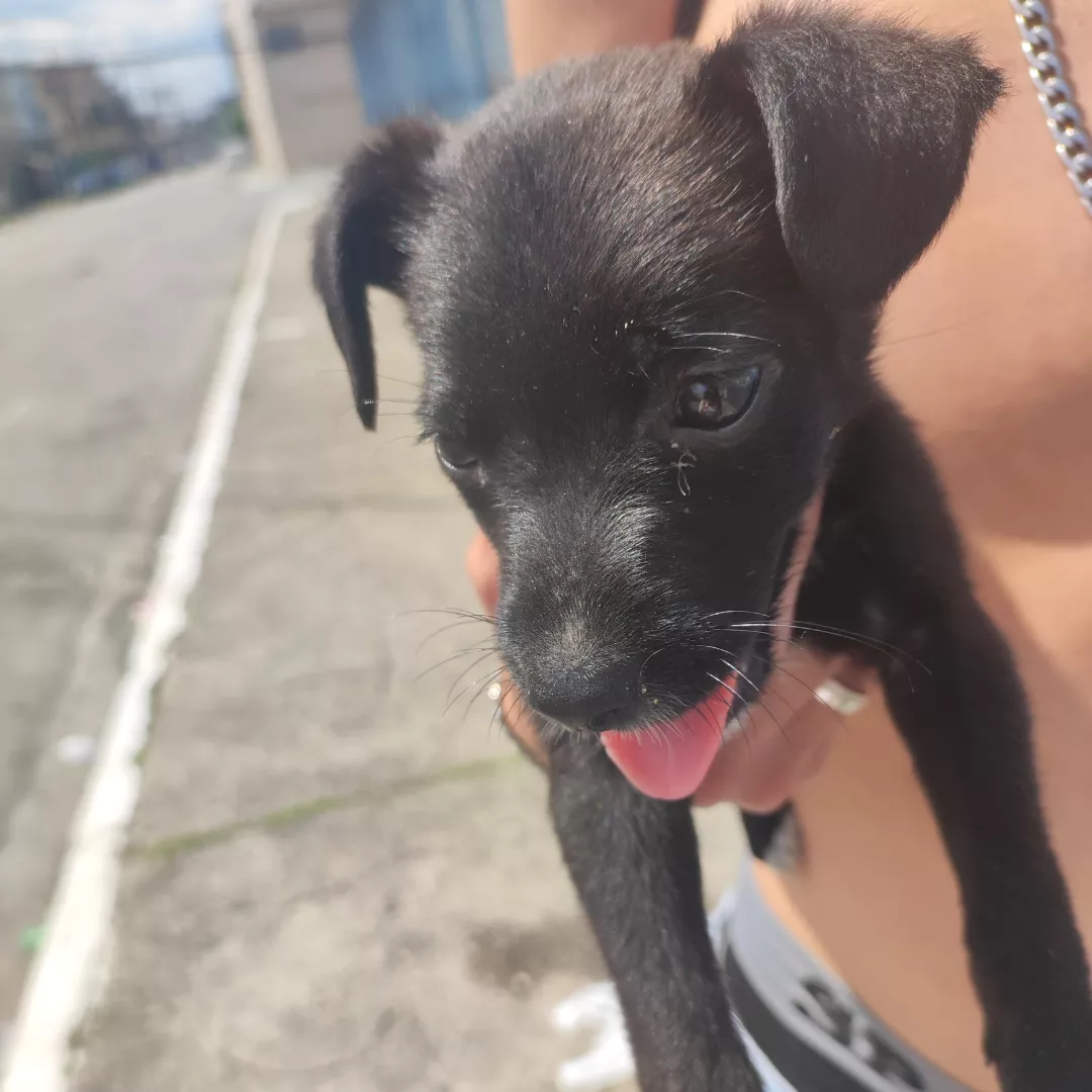 Óreo - Sem Raça Definida