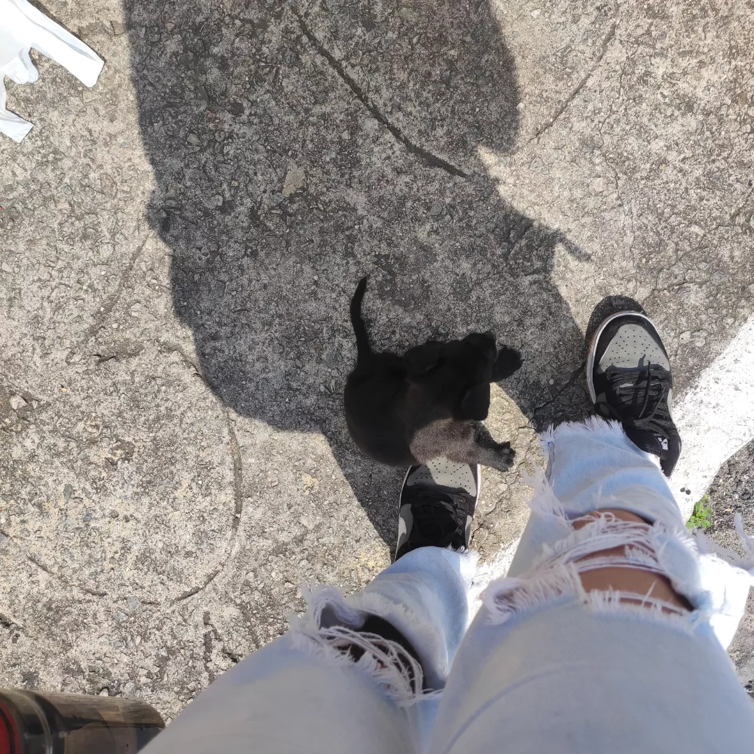 Óreo - Sem Raça Definida