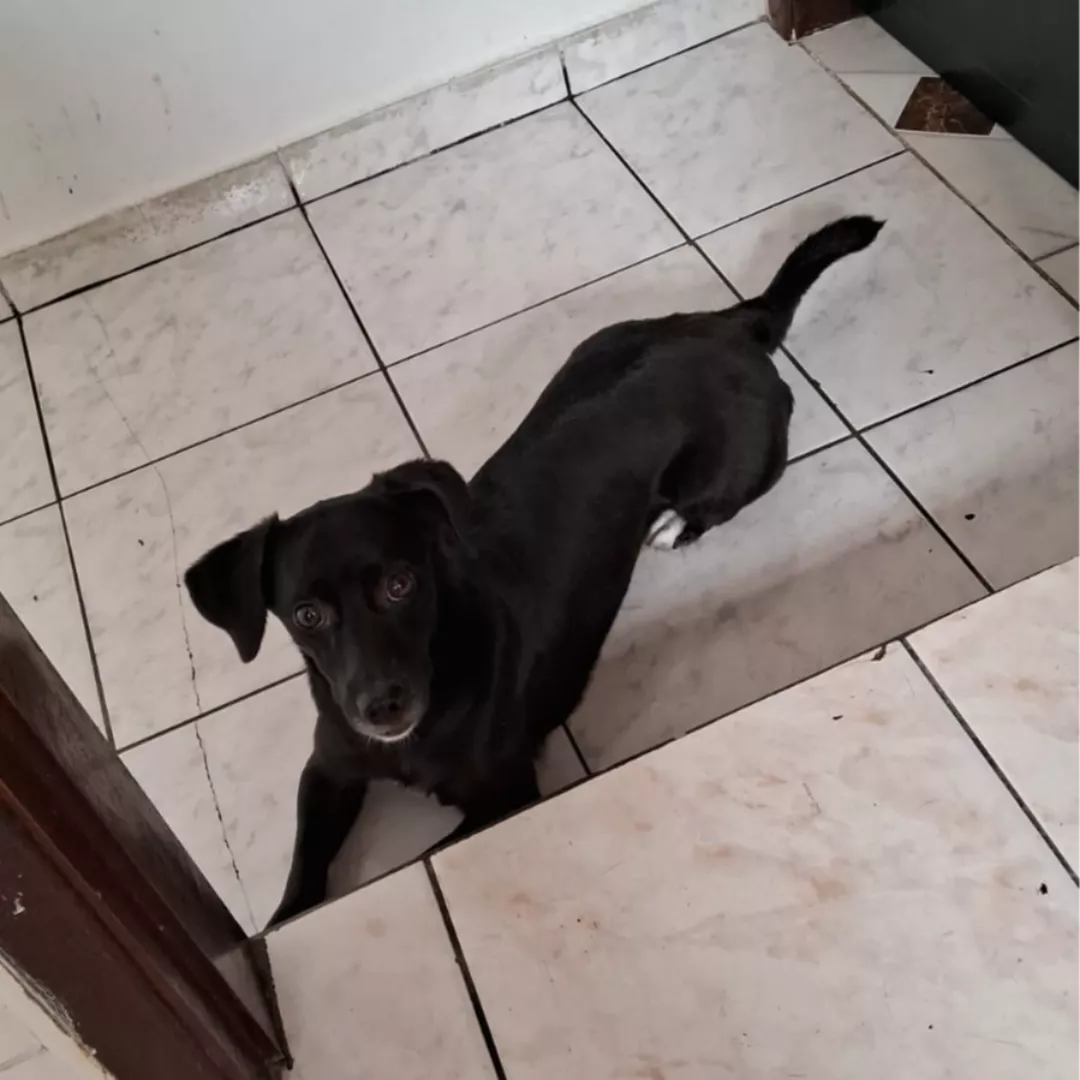 Jully - Sem Raça Definida