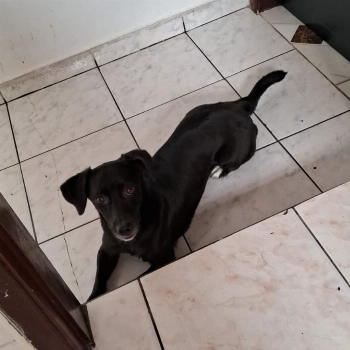 Jully imagem 1 - Sem Raça Definida