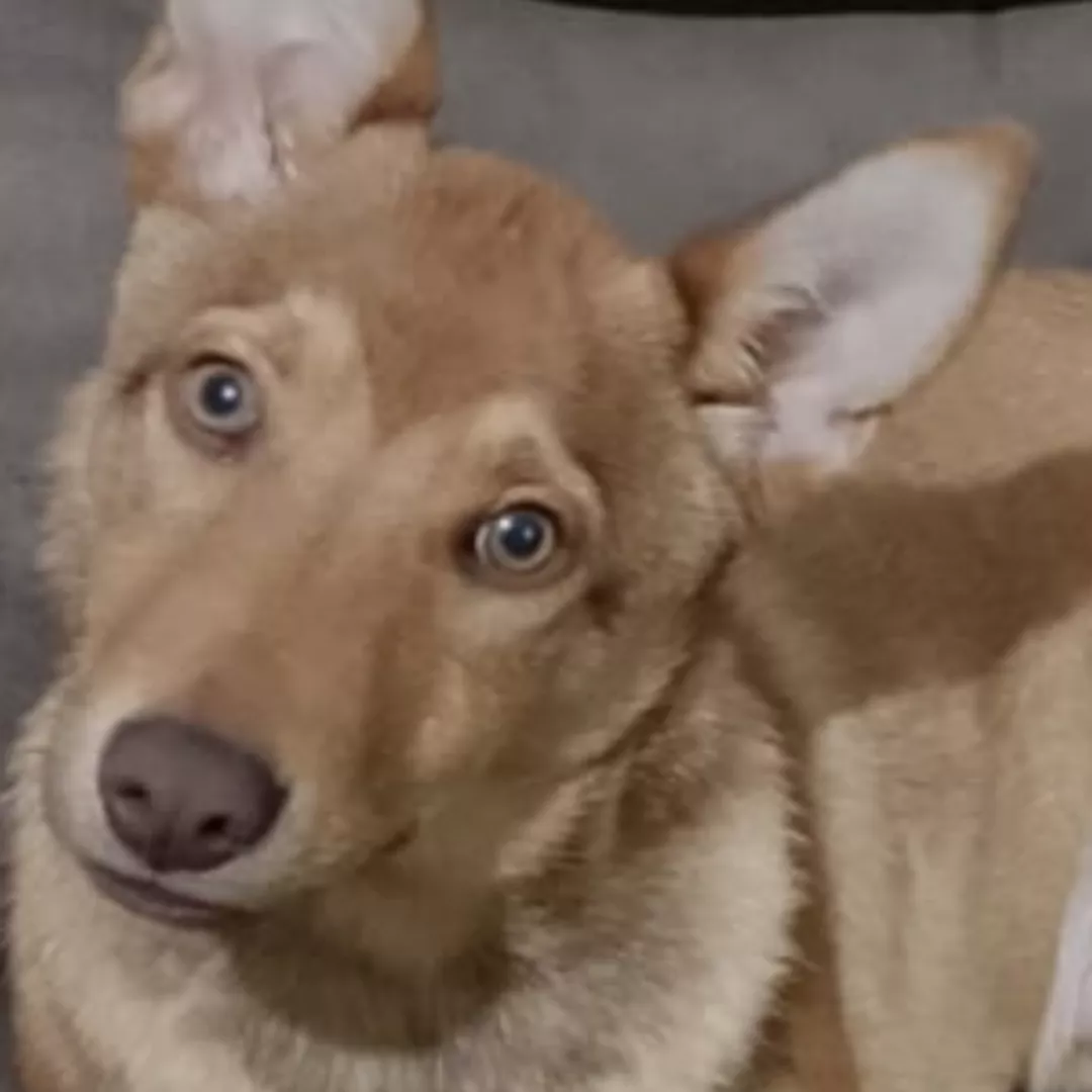 Dmorron - Sem Raça Definida