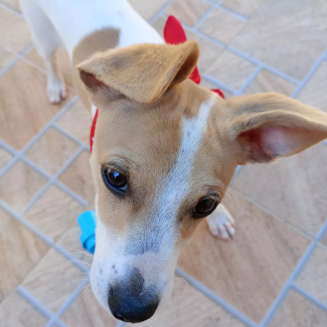 Sem Nome - Sem Raça Definida