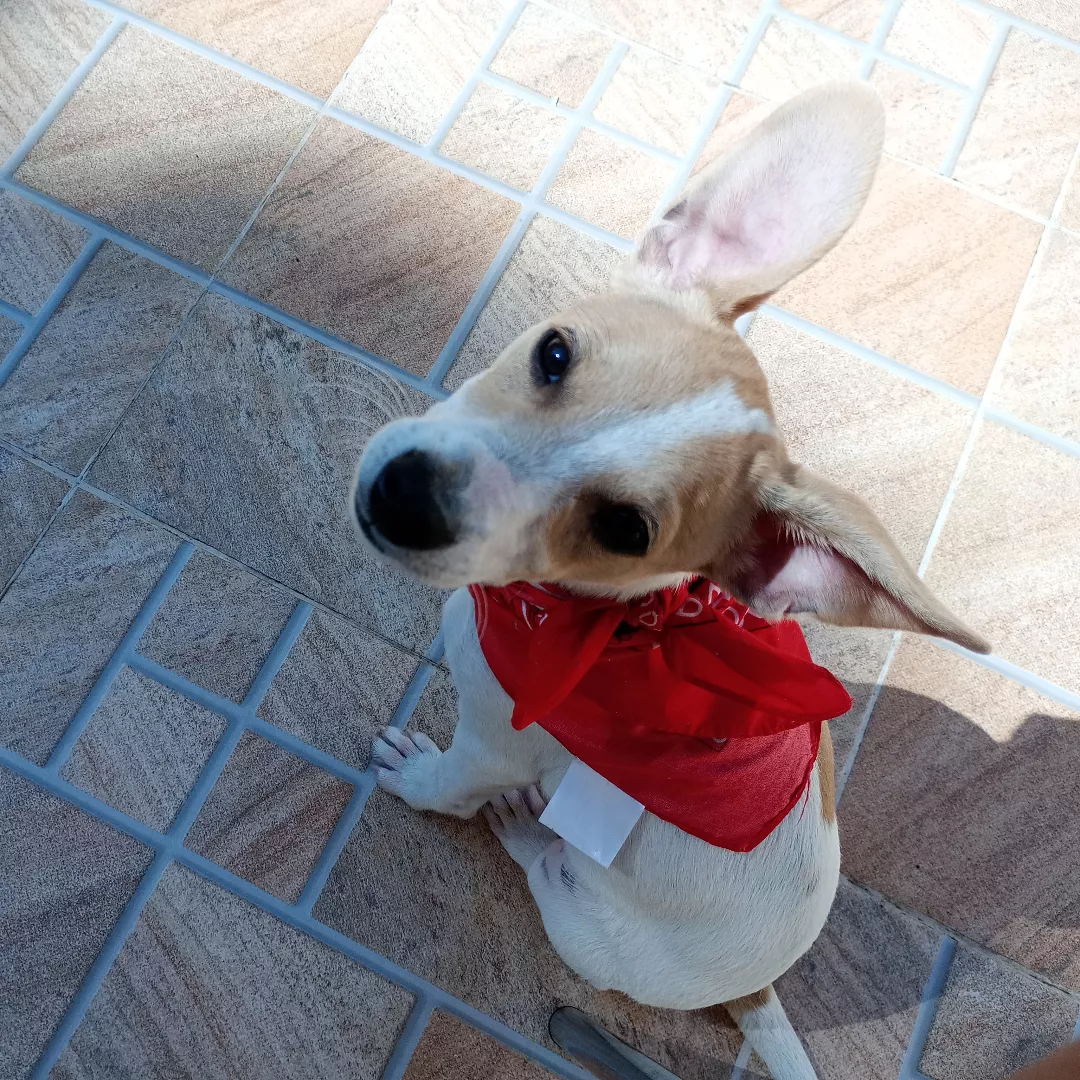 Sem Nome - Sem Raça Definida