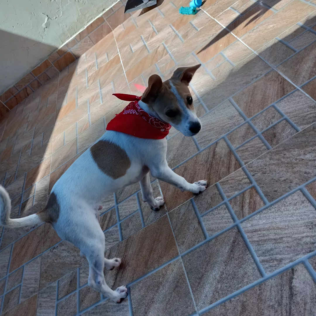 Sem Nome - Sem Raça Definida