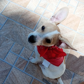Sem Nome imagem 2 - Sem Raça Definida