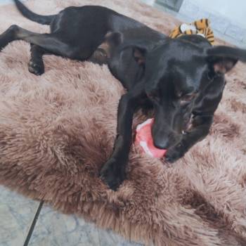 Kiara imagem 3 - 