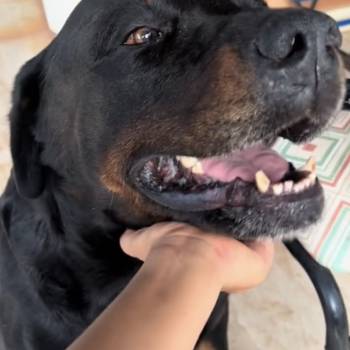 Max imagem 1 - 