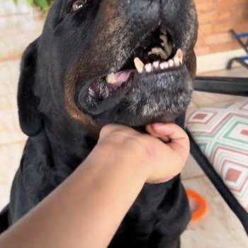 Max imagem 2 - 