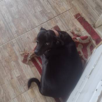 Pretinha imagem 3 - 