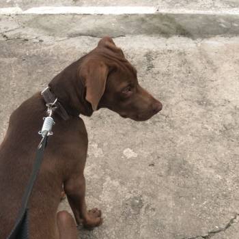 Bob imagem 2 - 