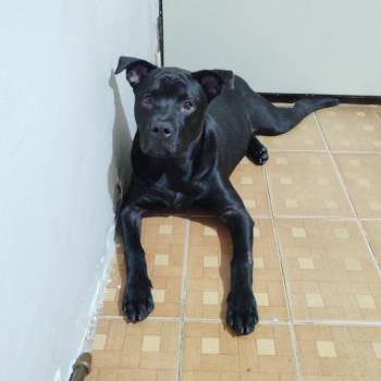 Apollo imagem 1 - 
