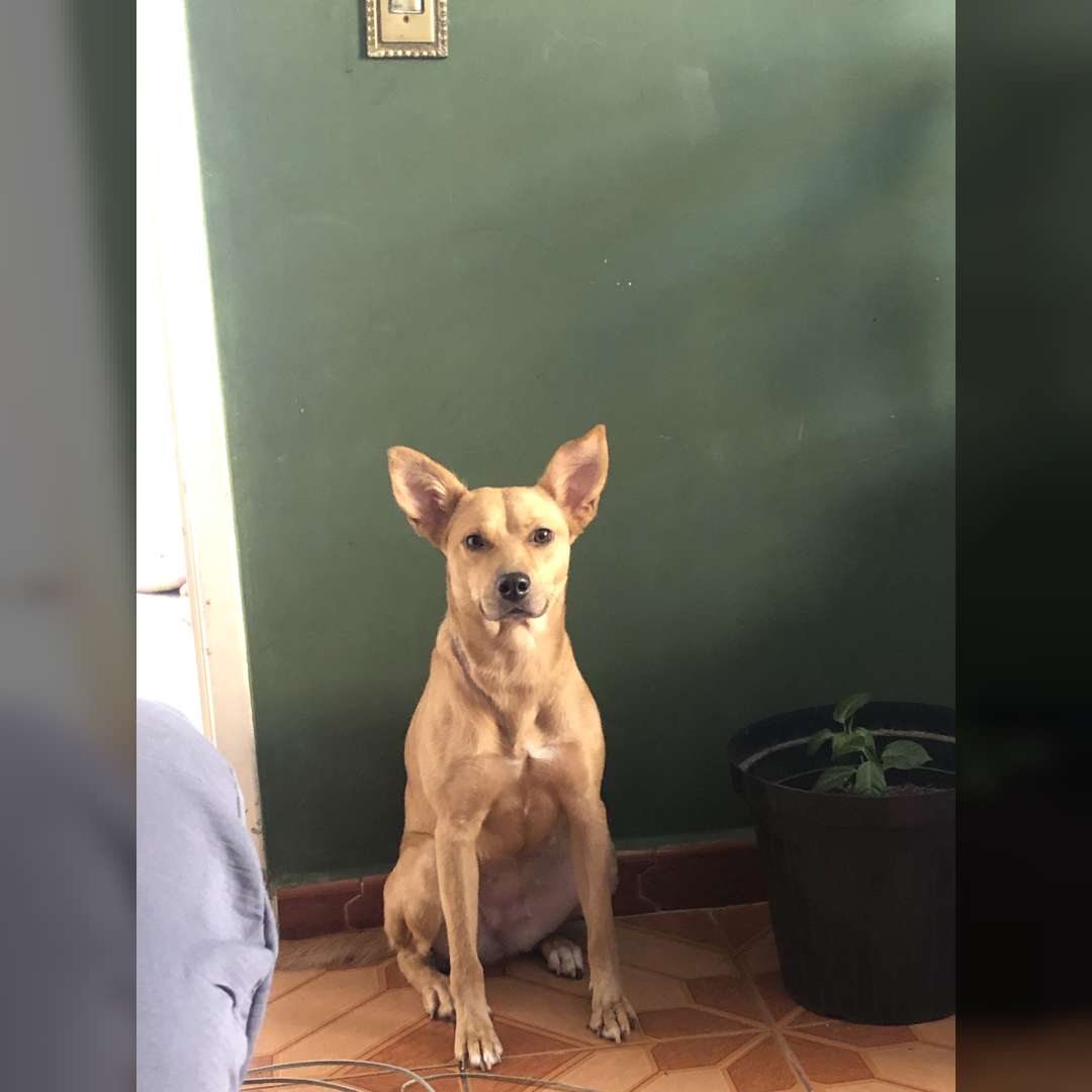 Sofia  Atende Por Kenguinha - 