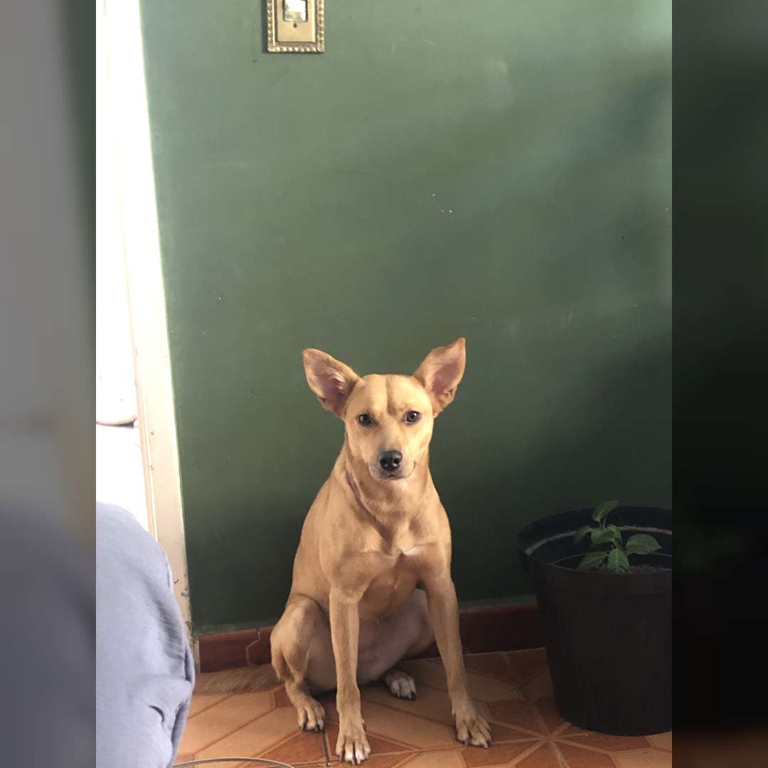 Sofia  Atende Por Kenguinha - 